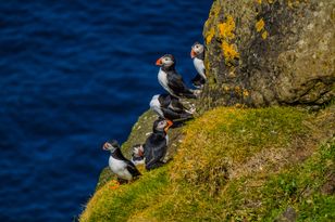 Puffins vanishing from Norway's Lofoten — population down 90% since 1979
