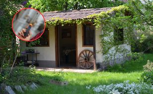 Wbij śrubokręt w ziemię podczas upału. Ważny trik dla ogrodników