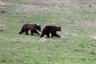 Podtatrzańskie pasieki w ruinie. Niedźwiedzie silniejsze niż elektryczne pastuchy