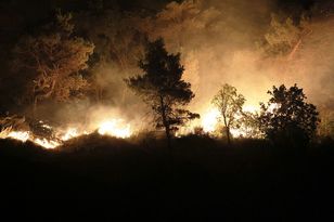 Stawiają pieniądze na pożary lasów. Ekspertka: katastrofa jak gra wideo