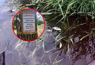 Śnięte ryby w rzece Jeziorka k. Piaseczna — służby badają przyczyny