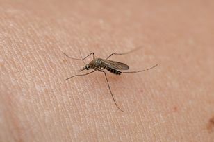 West Nile fever spreading in Europe — 110 cases in Greece, 52 in Spain
