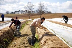 Sezon na szparagi w Niemczech. Ile realnie zarobią Polacy w 2026 r.?