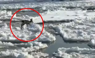 Sarna na krze na Wiśle. Szybka akcja służb