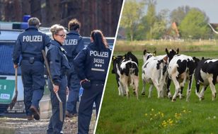 Ponad 200 sztuk bydła zniknęło w Niemczech. Ślad prowadzi do Polski