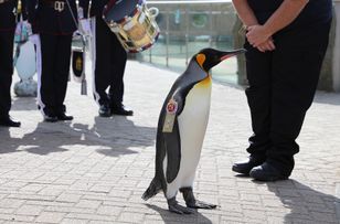 To jedyny na świecie pingwin-generał. "Służy" w norweskiej gwardii