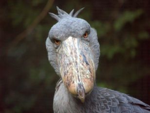 Wygląda jak latający dinozaur. Bestia może zjadać małe krokodyle