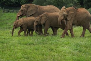 15 słoni padło w kenijskim parku Amboseli. Trwa dochodzenie