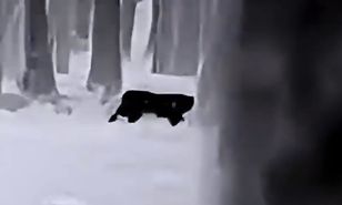 Alert in Lower Silesia: Large wild cat reported roaming near Pęcław village