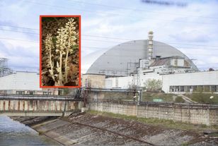 Sensacja w Czarnobylu. Niezwykła roślina zakwitła po 10 latach pod ziemią