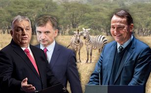 Zebry Orbana zniknęły? Marko sugeruję by Ważniak ich poszukał