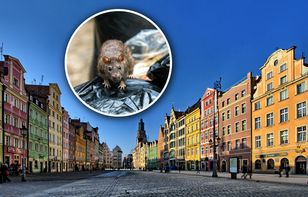 Plaga szczurów w polskim mieście. "Wynoszę śmieci tylko rano"