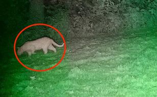 Mystery animal in Lower Silesia is not a puma, experts say it's a smaller cat