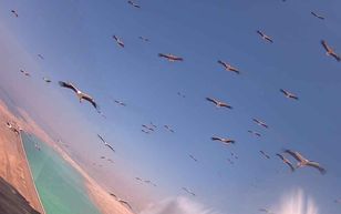 Zdjęcia z kamer są niesamowite. Setki bocianów w czasie lotu z Afryki