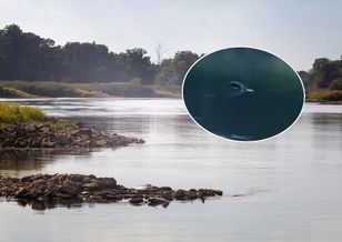 Seal swims 600 km from the Baltic and reaches the Oder river in Lower Silesia