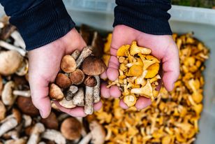Najdroższe grzyby w Polsce: od 10 do 300 zł za kilogram