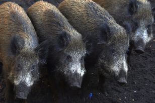 "Nie wierzę". Ekspert zabrał głos ws. dzików w miastach