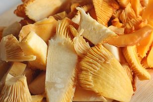 Chanterelles: nutritious summer mushrooms now in season across Poland