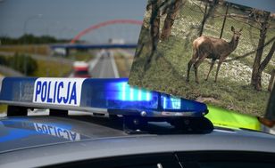 Policjant nie dobił jelenia. Został wydalony ze służby