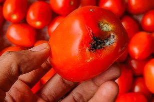 Mold on a tomato — is cutting off the spot safe?