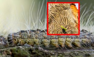 Plaga groźnych gąsienic. Są już w trzech województwach
