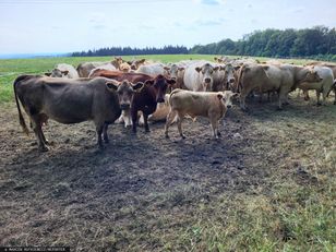 50-latek znęcał się nad krowami. Ujawniono szczegóły