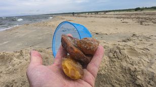 Baltic Amber Bonanza Near Mikoszewo After Storms Wash Up Kilograms of Resin