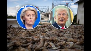 Mięso z bizona i krewetki zaleją Europę? Jest umowa z USA