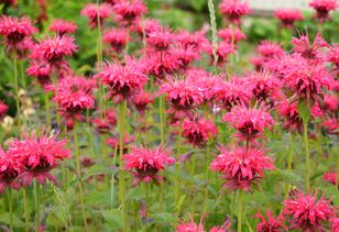 Garden monarda naturally repels ticks while attracting pollinators
