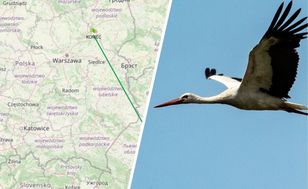 Śledzą lot bociana. Krutek jest o krok od domu