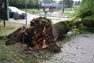 Drzewo runęło na przechodniów. Miasto się tłumaczy