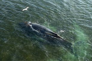 Humbak, który utknął w Bałtyku, znów pływa. Zniknął z pola widzenia policji