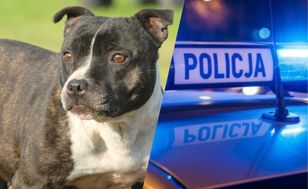 Amstaff zaatakował policjantów w Zgierzu — pies został postrzelony