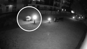 Escaped porcupine roams Warsaw's Żoliborz district after fleeing farm