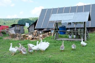 Ptasia grypa na Litwie. Wydali apel do producentów z Polski