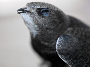 Upały zabiły pisklęta w miastach. Te ptaki ucierpiały najmocniej
