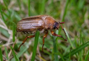 Garden Chafer Beetles Invade Hair and Windows in Summer – Are They Dangerous?