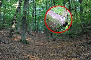 Drony i fotopułapki szukają pumy w lasach gminy Polanów
