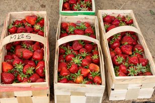 Kiedy truskawki zaleją bazarki? Plantatorzy podają termin