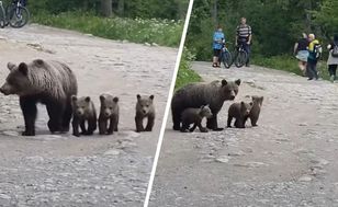 Niedźwiedzica z młodymi w Tatrach. Pilne ostrzeżenie dla turystów