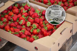 Polska truskawkową potęgą. Tylko czemu zalewają nas mrożonki z Afryki?