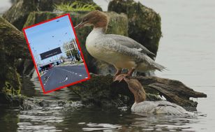 Wszystko się nagrało. Rodzina nurogęsi przeszła nad Wisłę