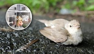 Skrzydlaty pacjent w potrzebie? W Warszawie działa "ptakomat"