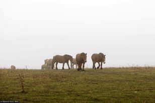 Dzikie konie w Kampinosie. Projekt utrzymywany był w tajemnicy