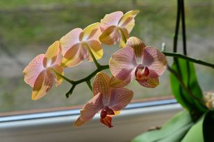 Water your orchid with rice water every 2 weeks to trigger new blooms