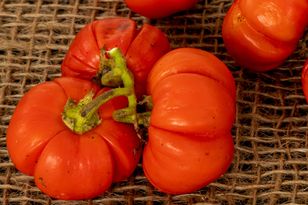 "Turkish orange" in Polish gardens: ornamental shrub with edible fruit