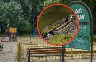 Żmije w mieście. Są nawet na chodnikach i w piaskownicach