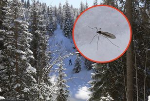 Nazywany zimowym komarem. Pokazali zdjęcie