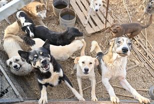 Historia starsza, niż sądzono. Przyjaźń człowieka z psem trwa od 14-16 tysięcy lat