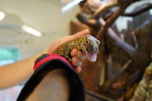 Pierwszy waran z Komodo wykluł się we wrocławskim zoo